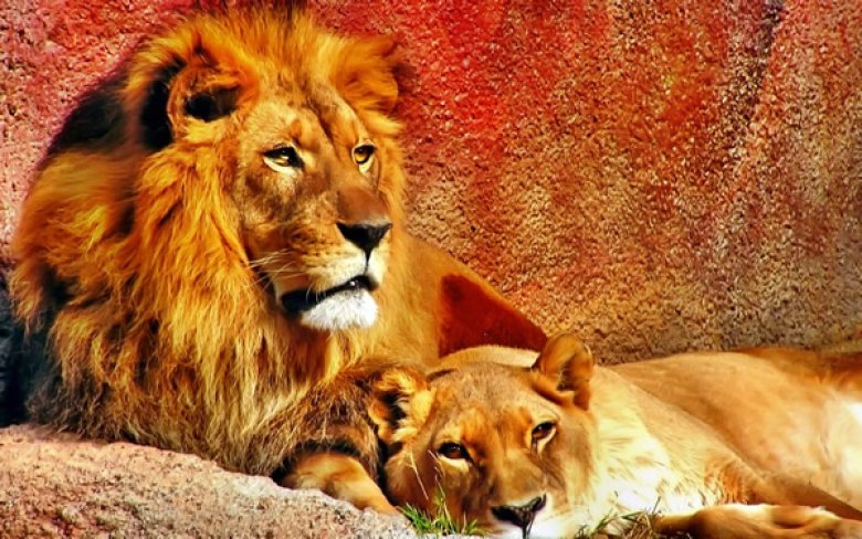 image lions_011.jpg (0.1MB)