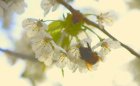 image hummel4131214_640.jpg (33.8kB)