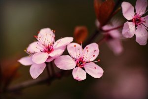 image cherryblossom4148119_640.jpg (33.7kB)
Lien vers: https://pixabay.com/fr/