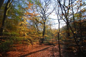 image foret.jpg (0.2MB)
