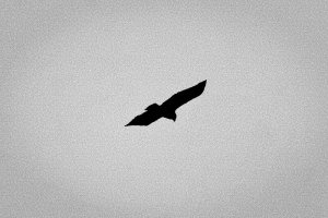 image noir.jpg (0.2MB)