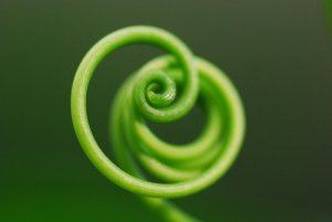 image vert.jpg (53.9kB)