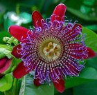 Fleur_Fruits_de_la_Passion.jpg