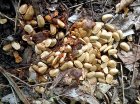 TrocDePlantesGrainesEtIdees_annona_glabra-seeds.jpg