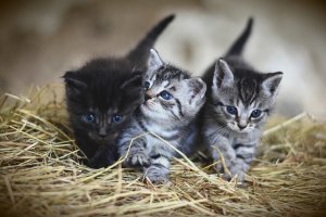image kittens.jpg (81.3kB)