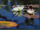 brigitte_fleurs-lotus.jpg
