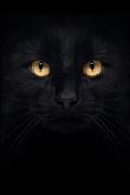 BlackCat_black-cat.jpg