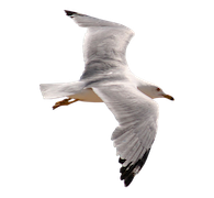 gull_PNG62.png