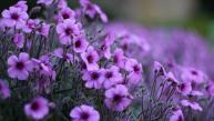 SerenataFlowersDiscountCode_geranium-purple-flowers_1920x1080.jpg