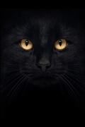 blackcat_black-cat.jpg