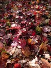 WeekEndPPN6_img_20211105_145243.jpg
