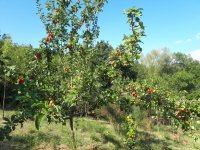 Greffe sur Fruitiers Sauvages | Projet Participatif