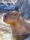 capybara.jpeg