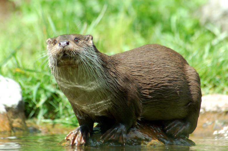 image Loutre2.jpg (0.5MB)