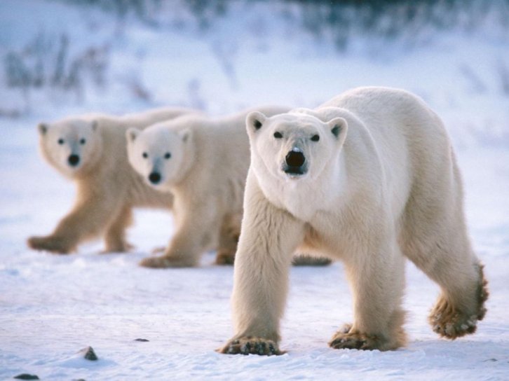 image ours_blanc.jpg (74.0kB)