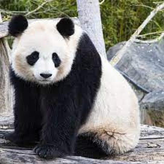 image panda.jpg (9.9kB)