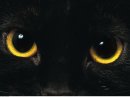 image Blackucatu.jpg (76.0kB)