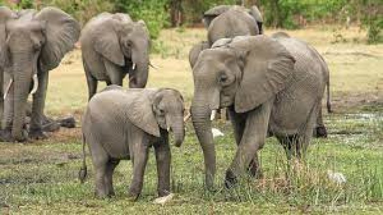 image elephants.jpg (11.2kB)