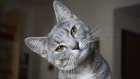 RecensementAnimaux5_chat.jpeg