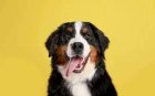 RecensementAnimaux6_chien.jpeg