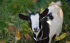 RecensementAnimaux7_chevre.jpeg