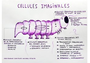 image cellules_imaginales_CC.jpg (0.4MB)