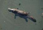 EugeneS_450px-platypus_brokenriver_qld_australia.jpg
