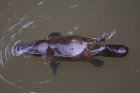 JeanPaulNaref_platypus-eungella.jpg
