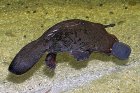 JeanRene_platypus.jpg