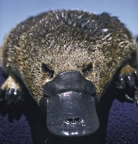 image 435pxOrnithorhynchus.jpg (64.9kB)