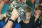 RogeR_450px-platypus_in_geelong.jpg